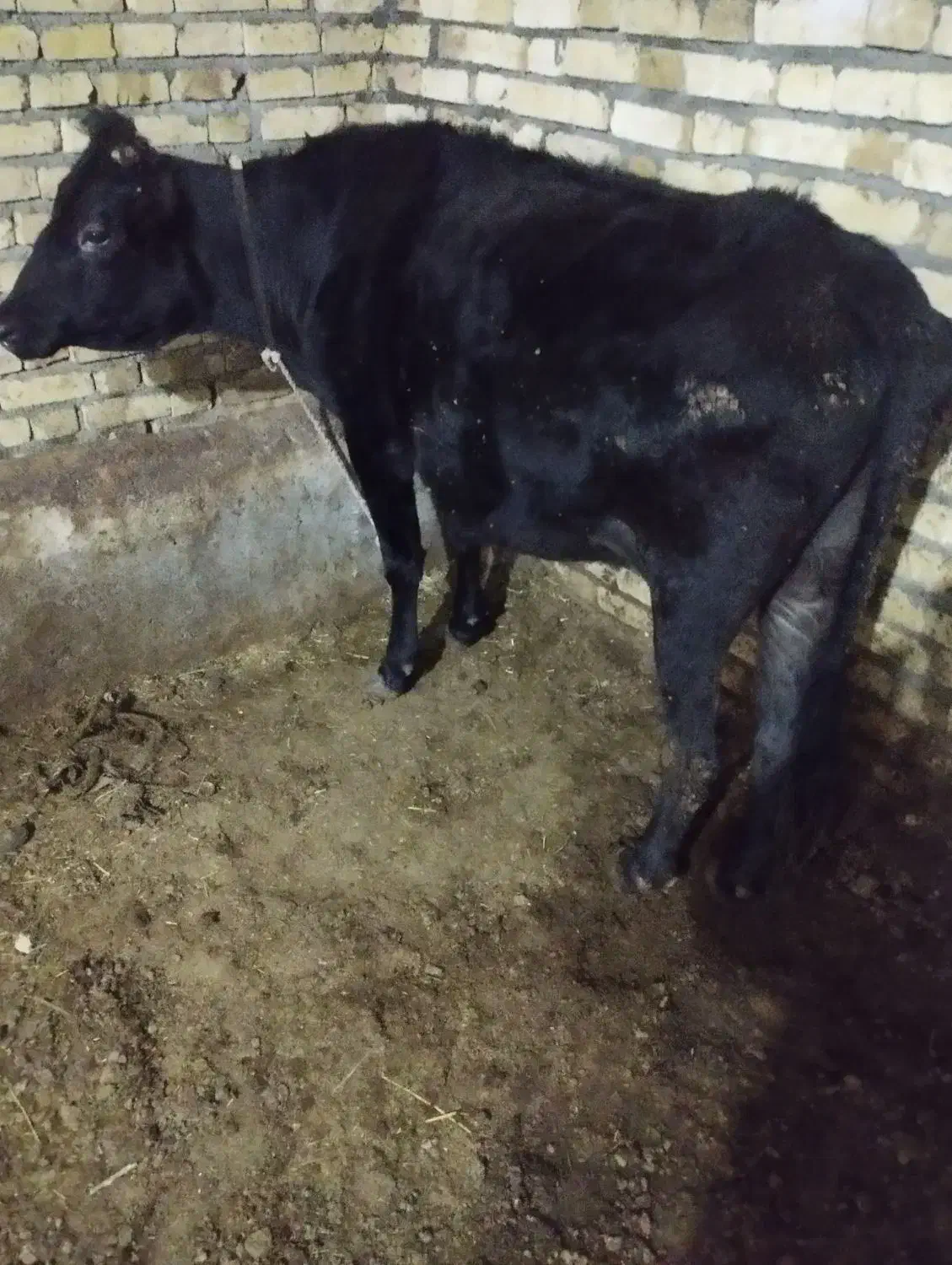 گاو چاق|حیوانات مزرعه|شادیان, |دیوار