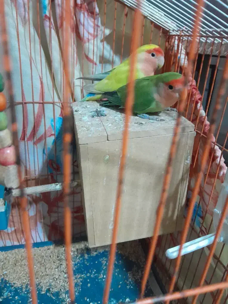 طوطی برزیلی نرو ماده|پرنده|تهران, خاوران|دیوار