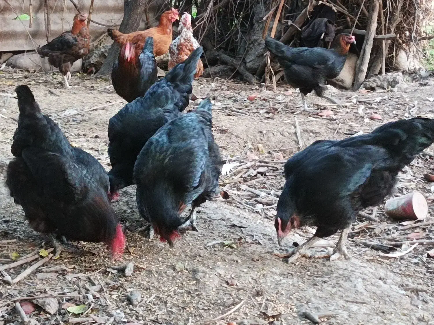 مرغ محلی+ نیمچه خروس گلین|حیوانات مزرعه|رامیان, |دیوار