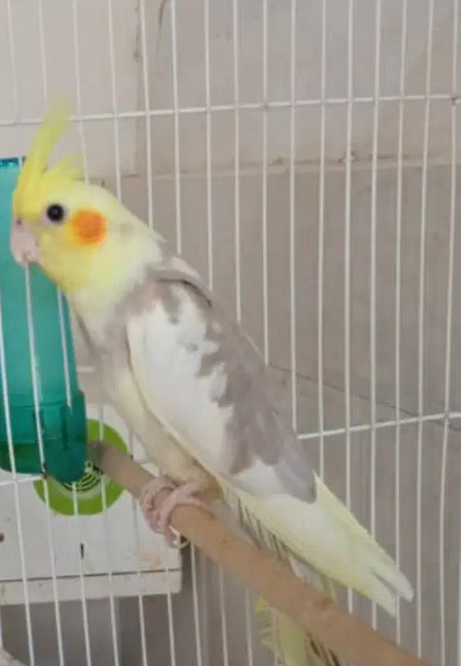 عروس هلندی نر  لوتینو دوکت|پرنده|میناب, |دیوار