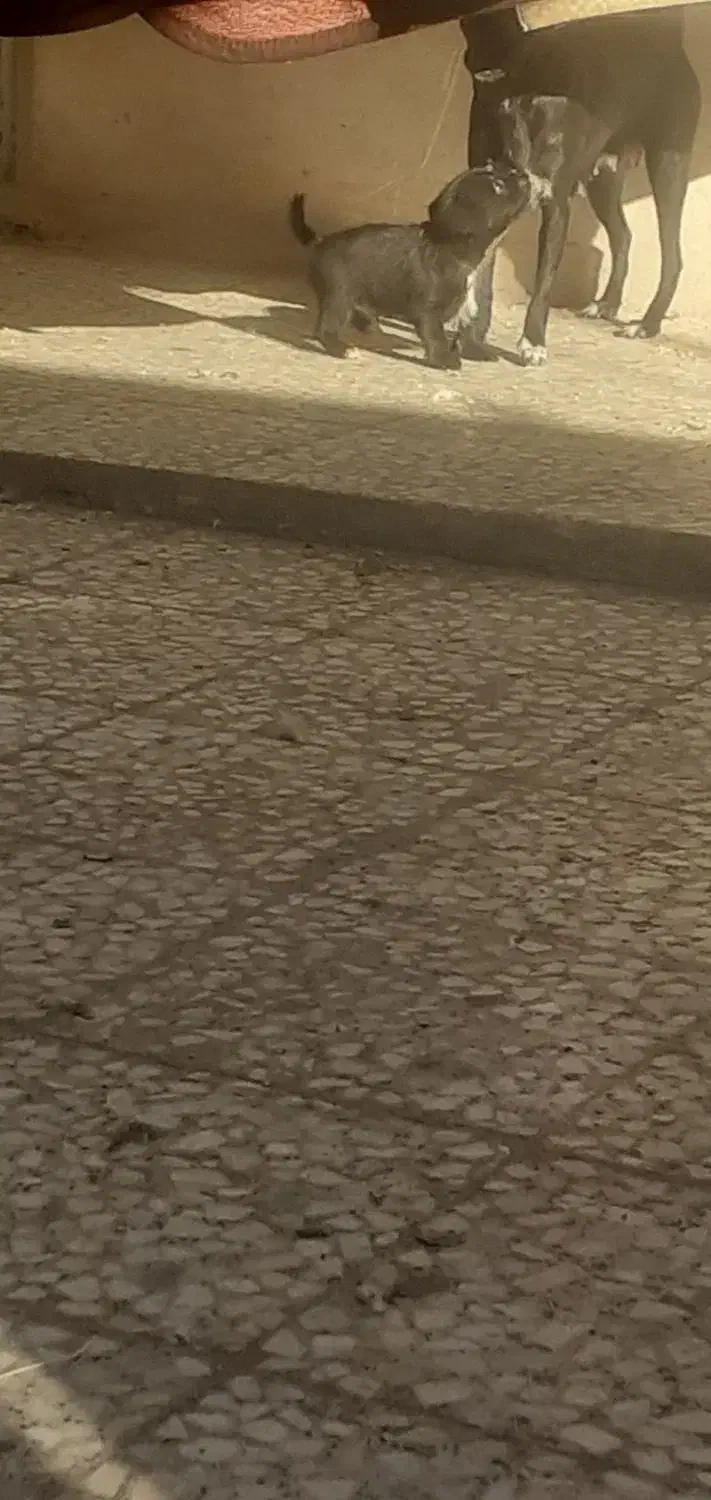 سگ نژاد دار|سگ|الوند, |دیوار