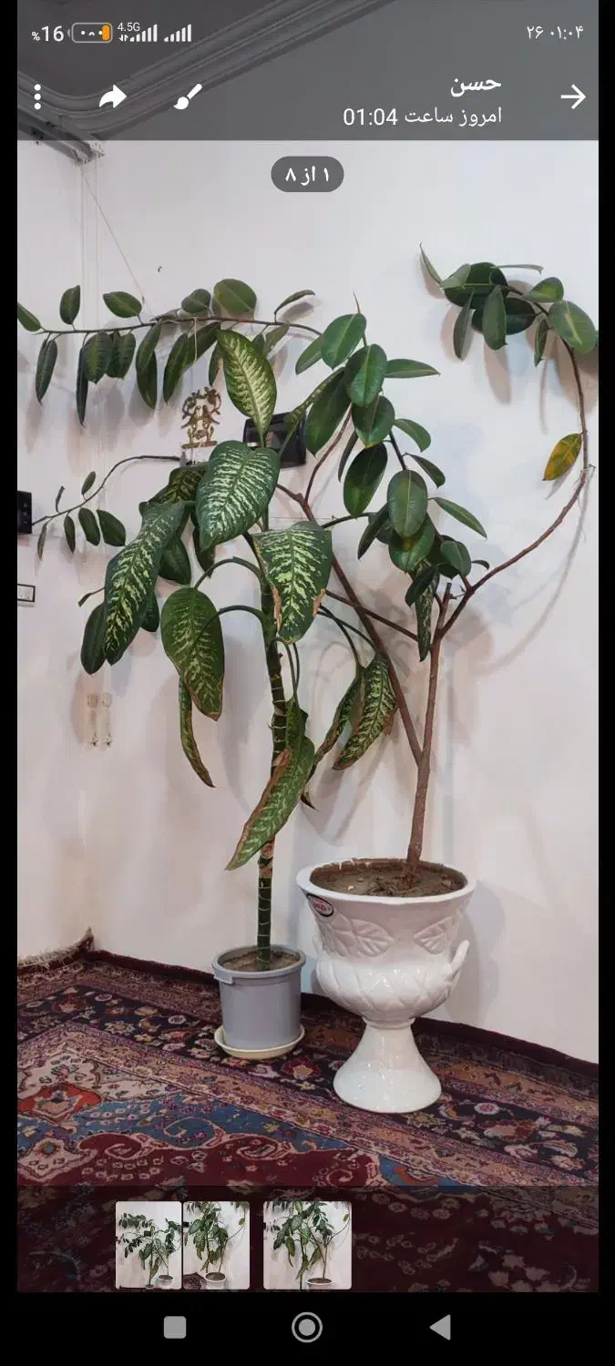 گل فیکوس و صد خال|گل و گیاه طبیعی|بناب, |دیوار