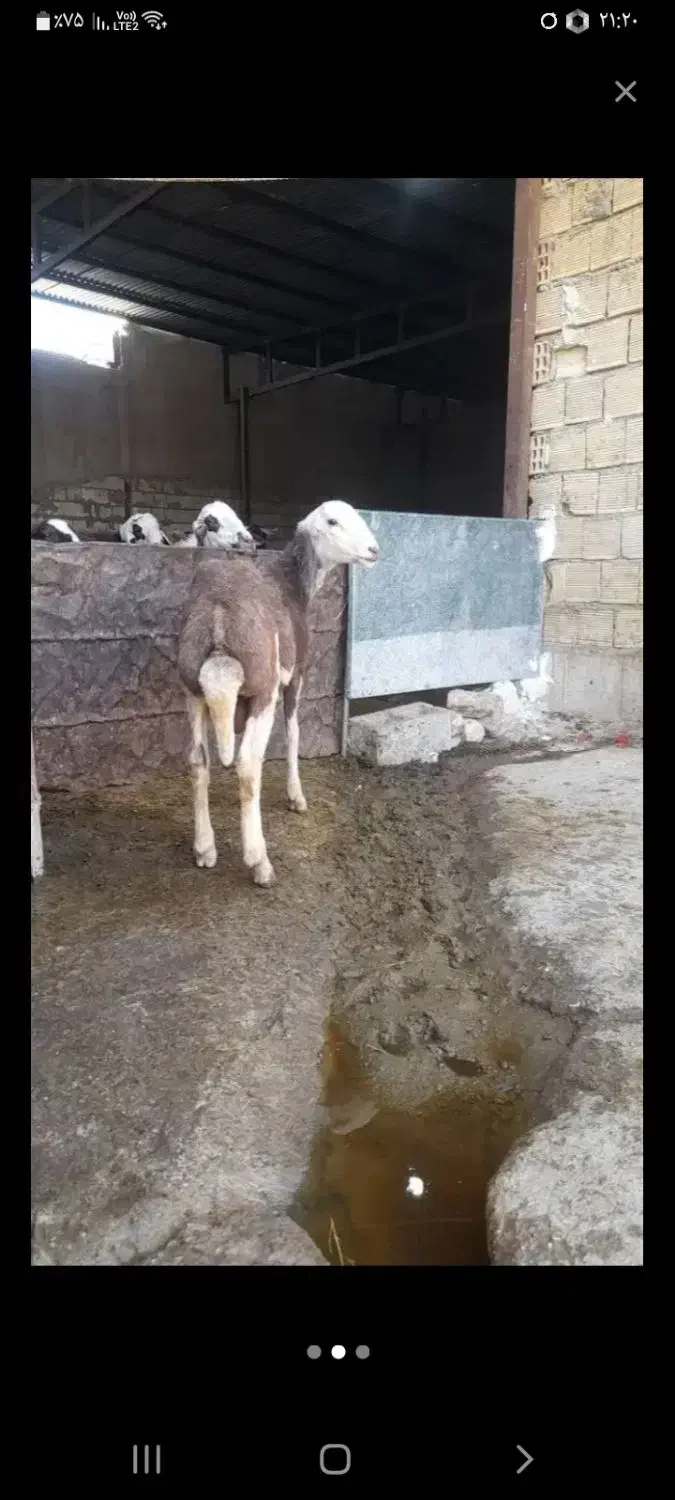 بره قوچ قود کله سفید|حیوانات مزرعه|کنگاور, |دیوار