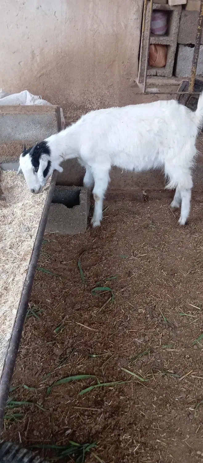 بز ماده نیدی|حیوانات مزرعه|شادگان, |دیوار