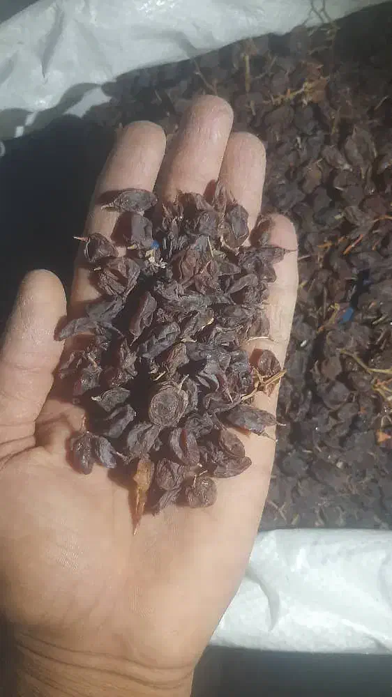 کشمش بیدانه افتابی|خوردنی و آشامیدنی|قزوین, |دیوار