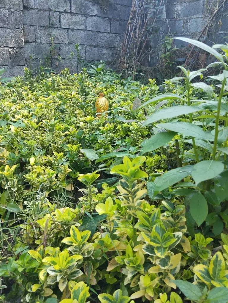 شمشاد طلایی|گل و گیاه طبیعی|کلاچای, |دیوار