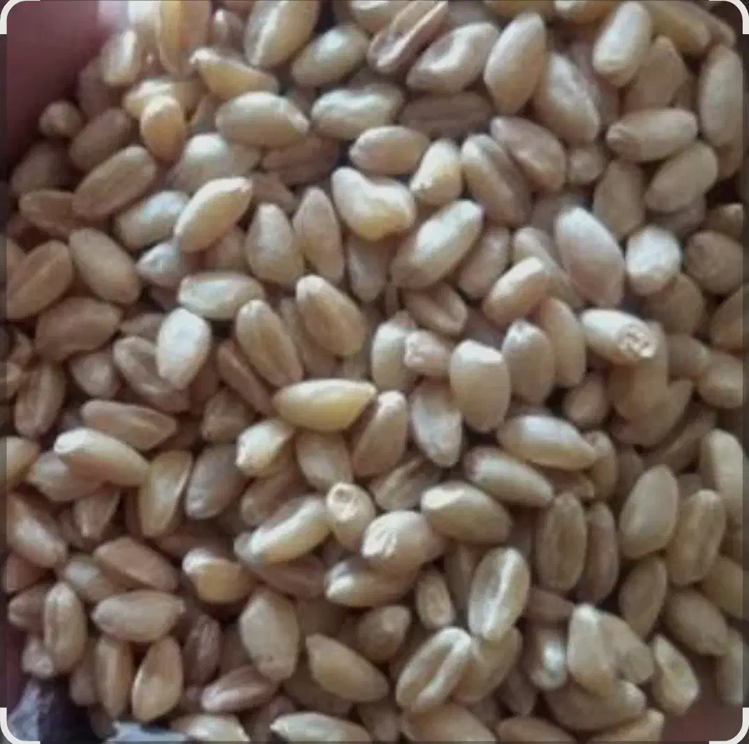 گندم کوهدشت|عمدهفروشی|بجنورد, |دیوار