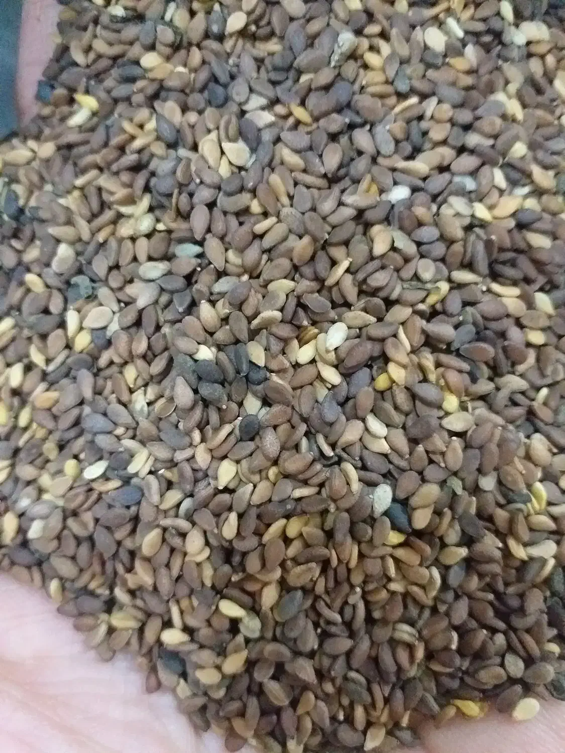 کنجد درجه یک|خوردنی و آشامیدنی|دره شهر, |دیوار