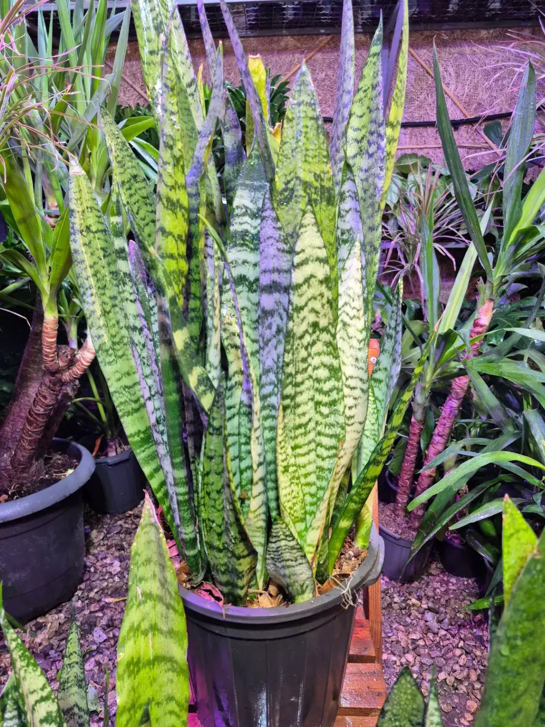 سانسوریا سبز شمشیری در اهواز پاداد|گل و گیاه طبیعی|اهواز, پادادشهر|دیوار