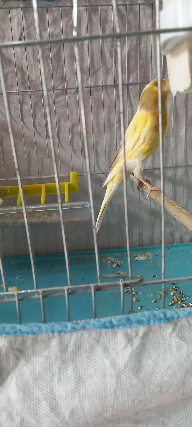 قناری ماده آماده کشیده|پرنده|رشت, جانبازان|دیوار