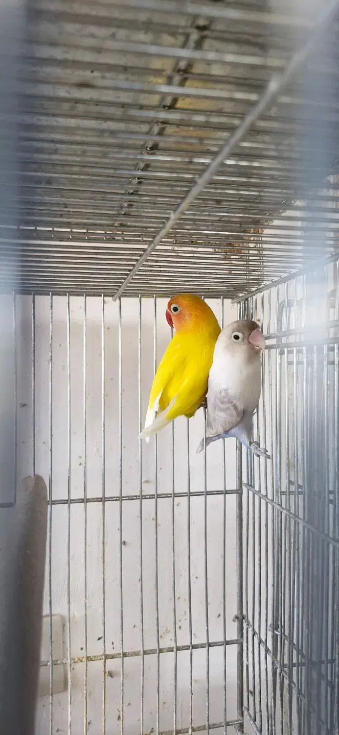 یک جفت کوتوله فیشر طلایی و سفید مولد|پرنده|مبارکه, |دیوار