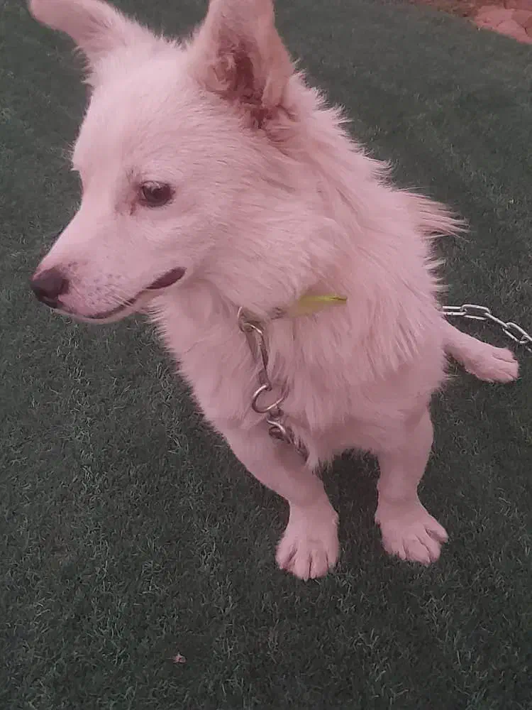 سگ اشپیتز آلمانی|سگ|فسا, |دیوار