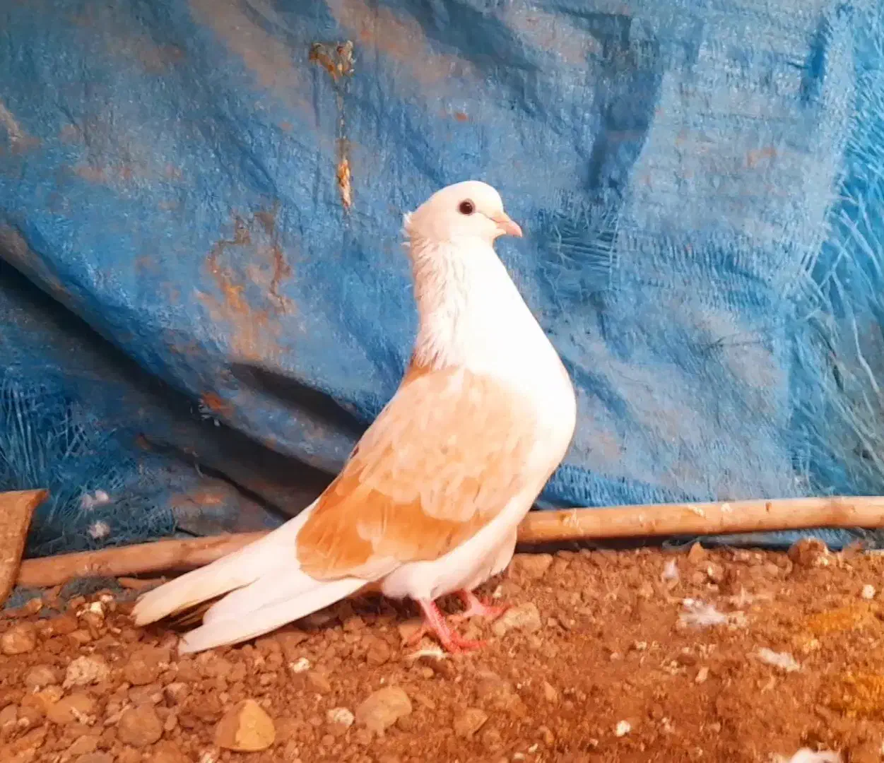 کبوتر کاکلی،پرشی،نوک قنار|پرنده|مزرعه کتول, |دیوار