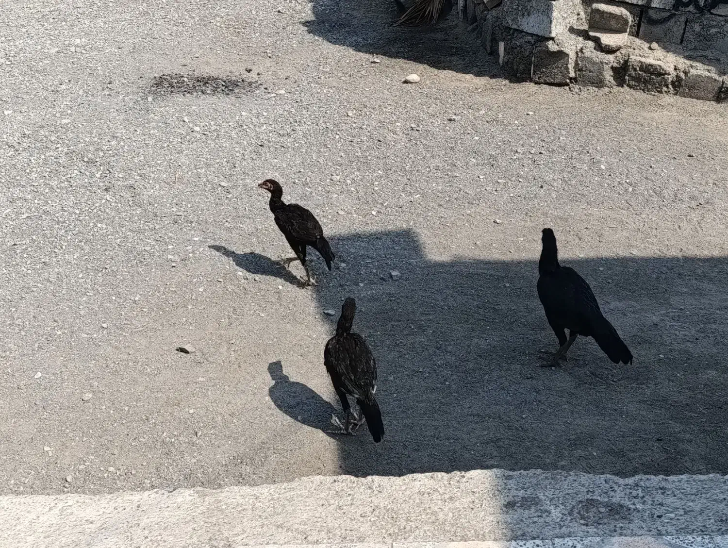 مرغ و خروس  روستای قلعه کمیز|حیوانات مزرعه|رودان, |دیوار