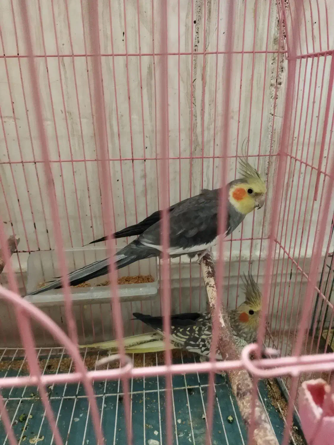 جفت عروس هلندی|پرنده|ایذه, |دیوار