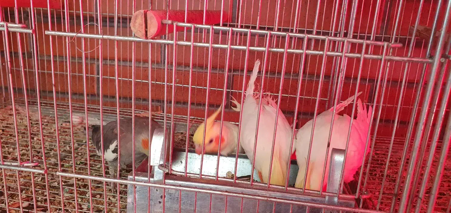 عروس هلندی بالغ|پرنده|شاهین‌شهر, عطار|دیوار