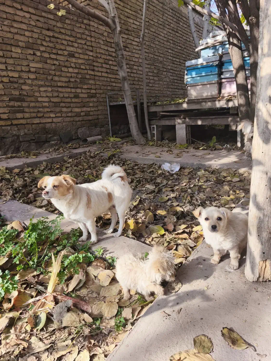 سگ پاکوتا|سگ|خوی, |دیوار