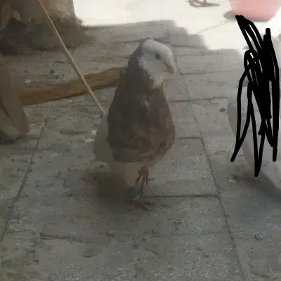 یک جفت طوقی هفت رنگ|پرنده|خرمآباد, |دیوار