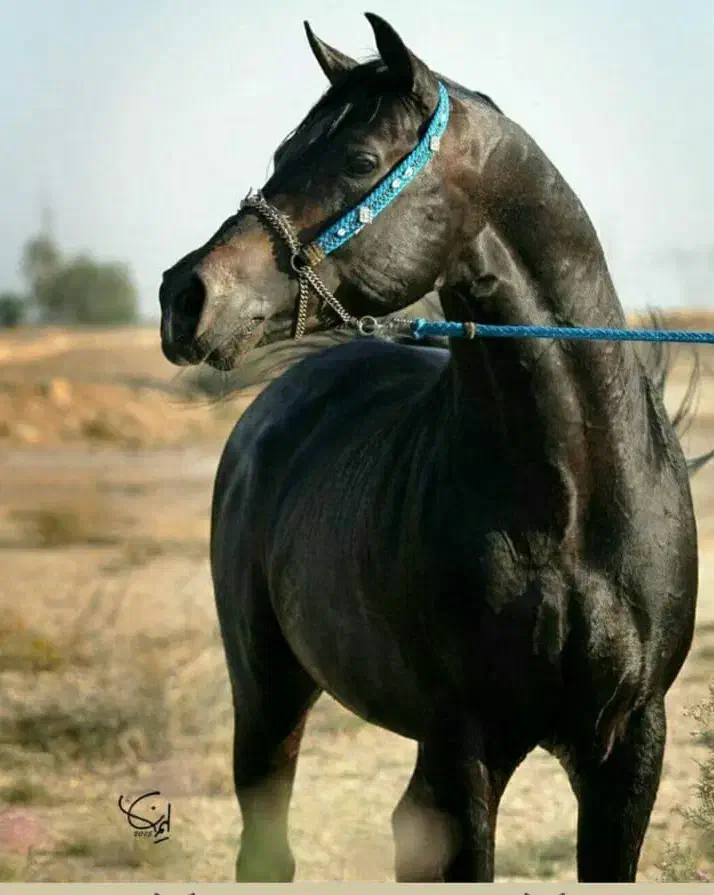 خرید و فروش اسب عرب مدرک دار|اسب و تجهیزات اسبسواری|شوشتر, |دیوار