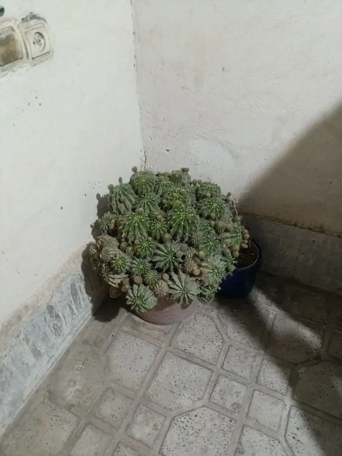 گل طبیعی|گل و گیاه طبیعی|پاکدشت, پاکدشت (مامازند)|دیوار