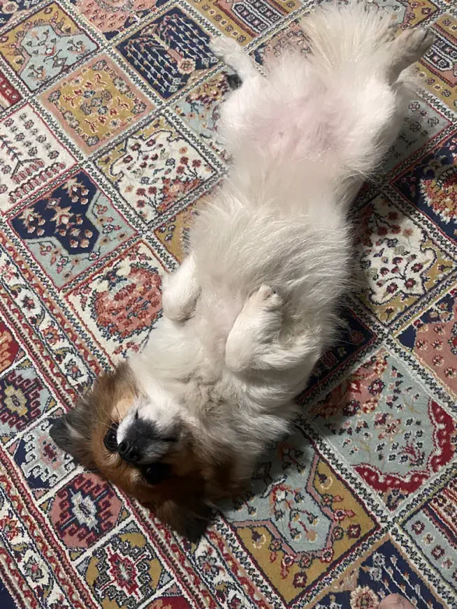 واگذاری سگ پامر اشپیتز|سگ|لنگرود, |دیوار