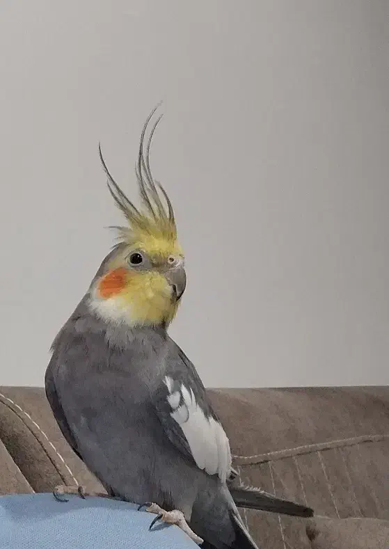 عروس هلندی دستی|پرنده|آباده, |دیوار