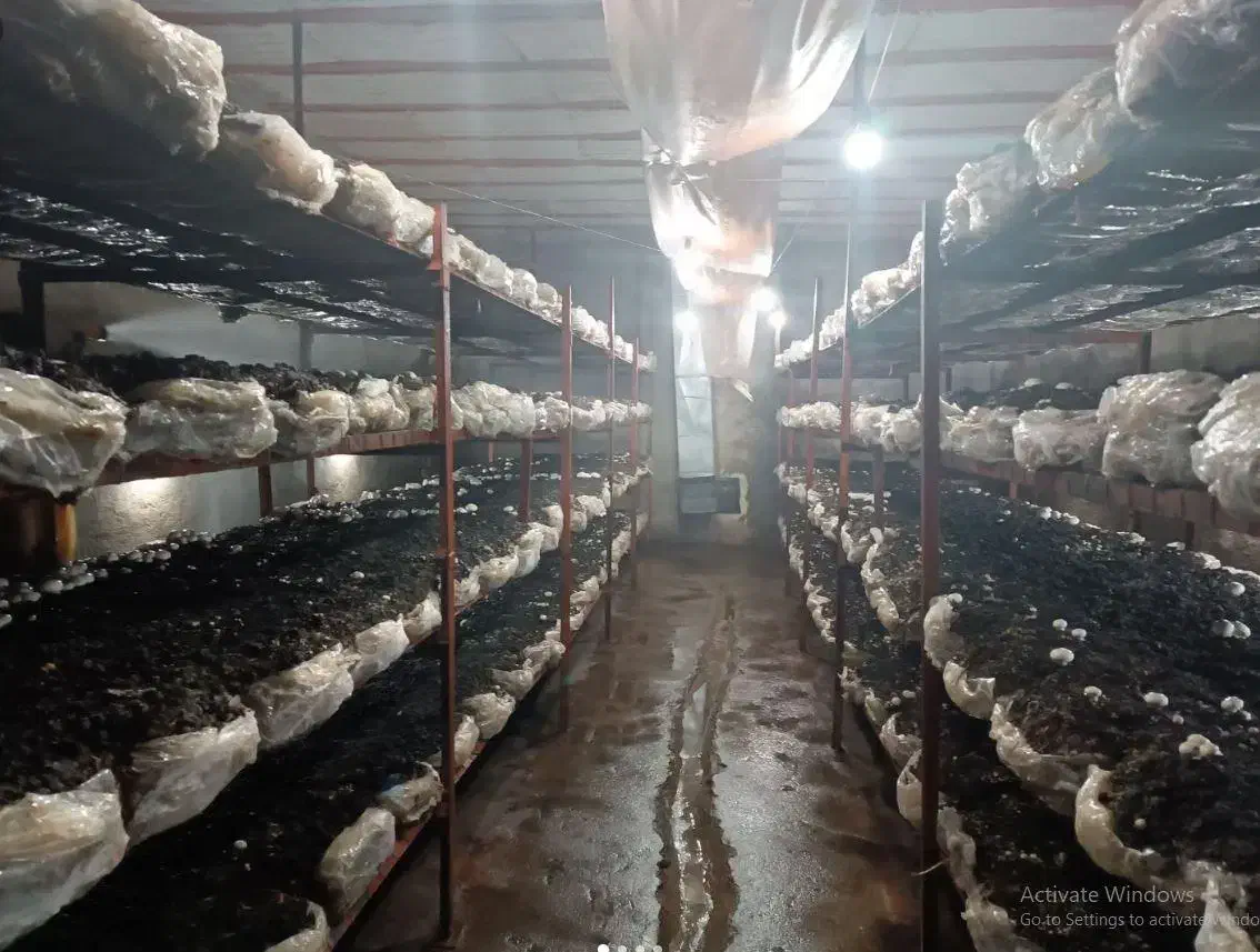 کمپوست قارچ کود باغ و گلخانه|خدمات باغبانی و درختکاری|گرگان, |دیوار