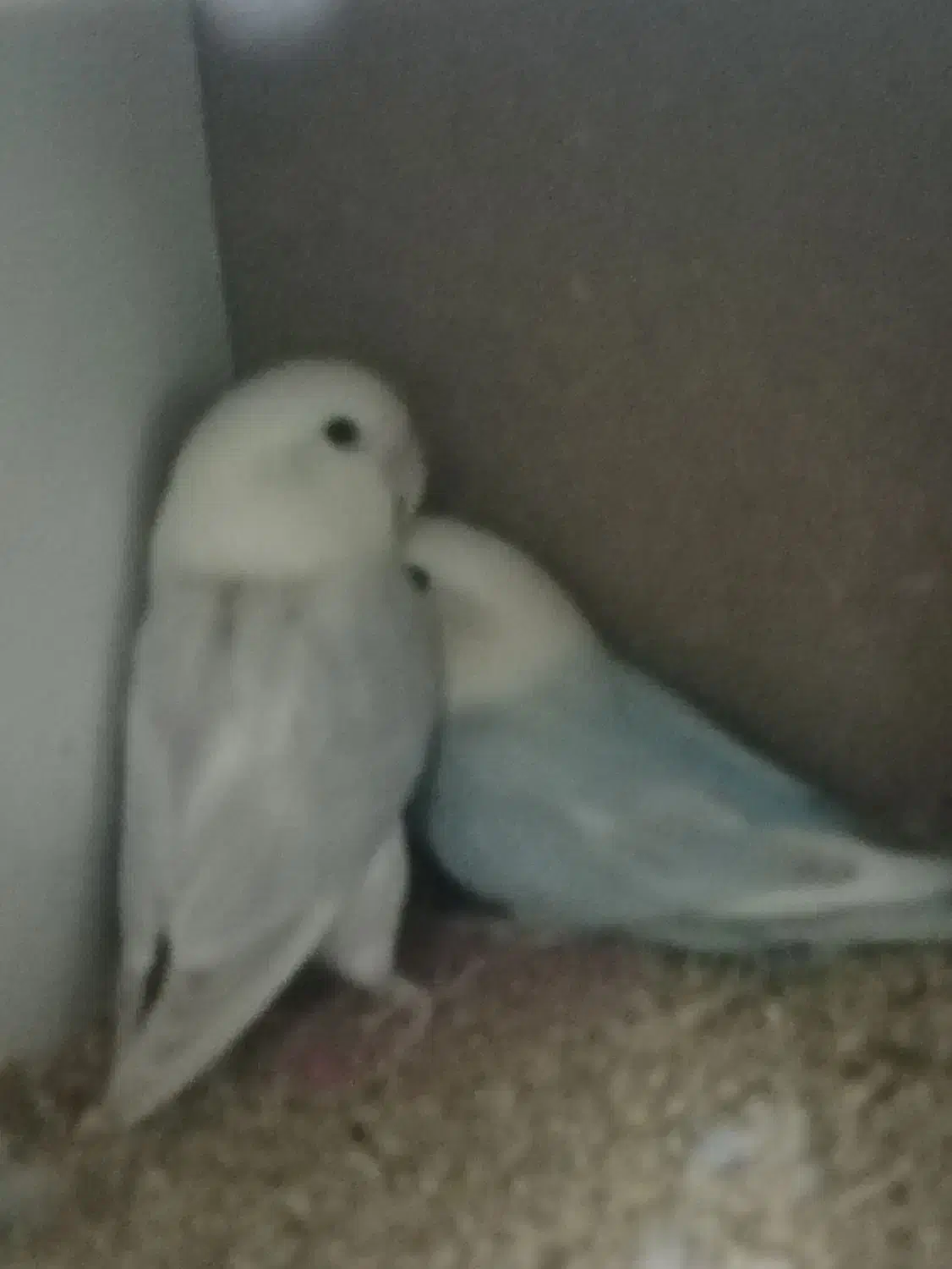 طوطی برزیلی نرو ماده|پرنده|میانه, |دیوار