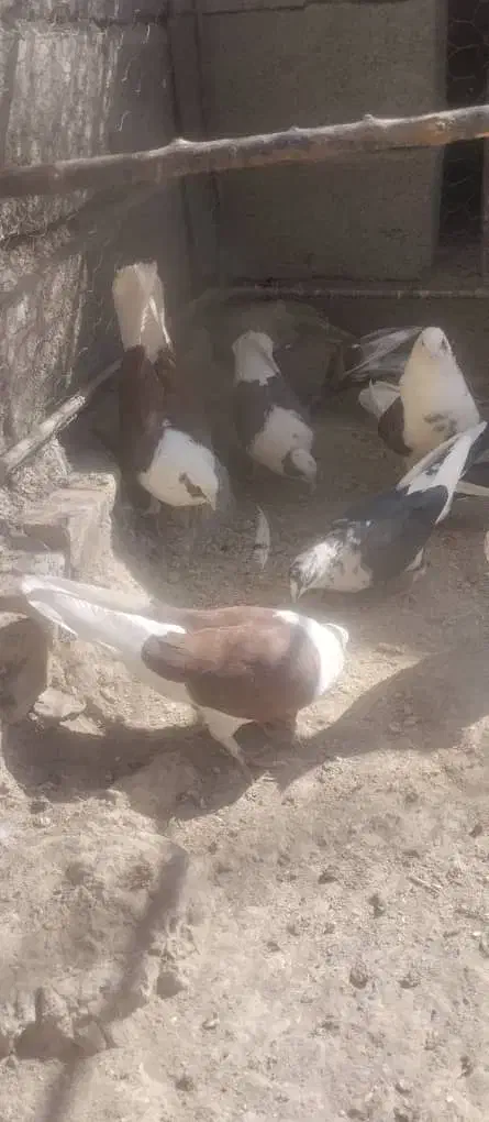 کبوتر|پرنده|بافت, |دیوار