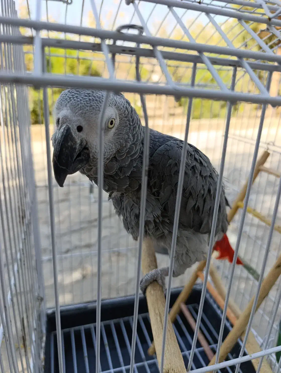 کاسکو /دم قرمز /نر / دو ساله / سخنگو|پرنده|مشهد, فلسطین|دیوار