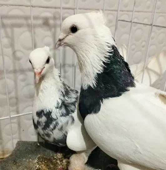 طوقی|پرنده|ایذه, |دیوار