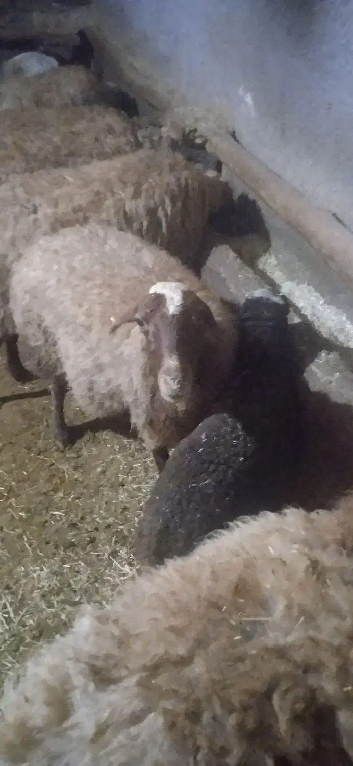 میش و بره|حیوانات مزرعه|دهگلان, |دیوار