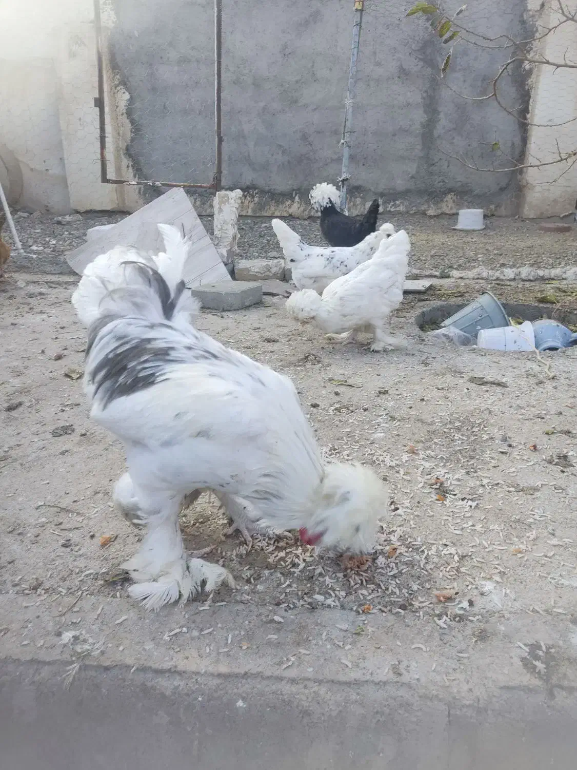 خروس ومرغ سلطان و لهستانی|حیوانات مزرعه|ماکو, |دیوار