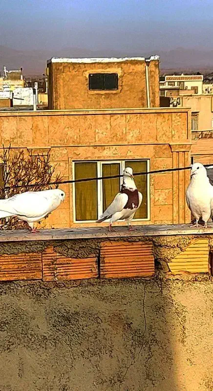 کبوتر طوقی|پرنده|قوچان, |دیوار