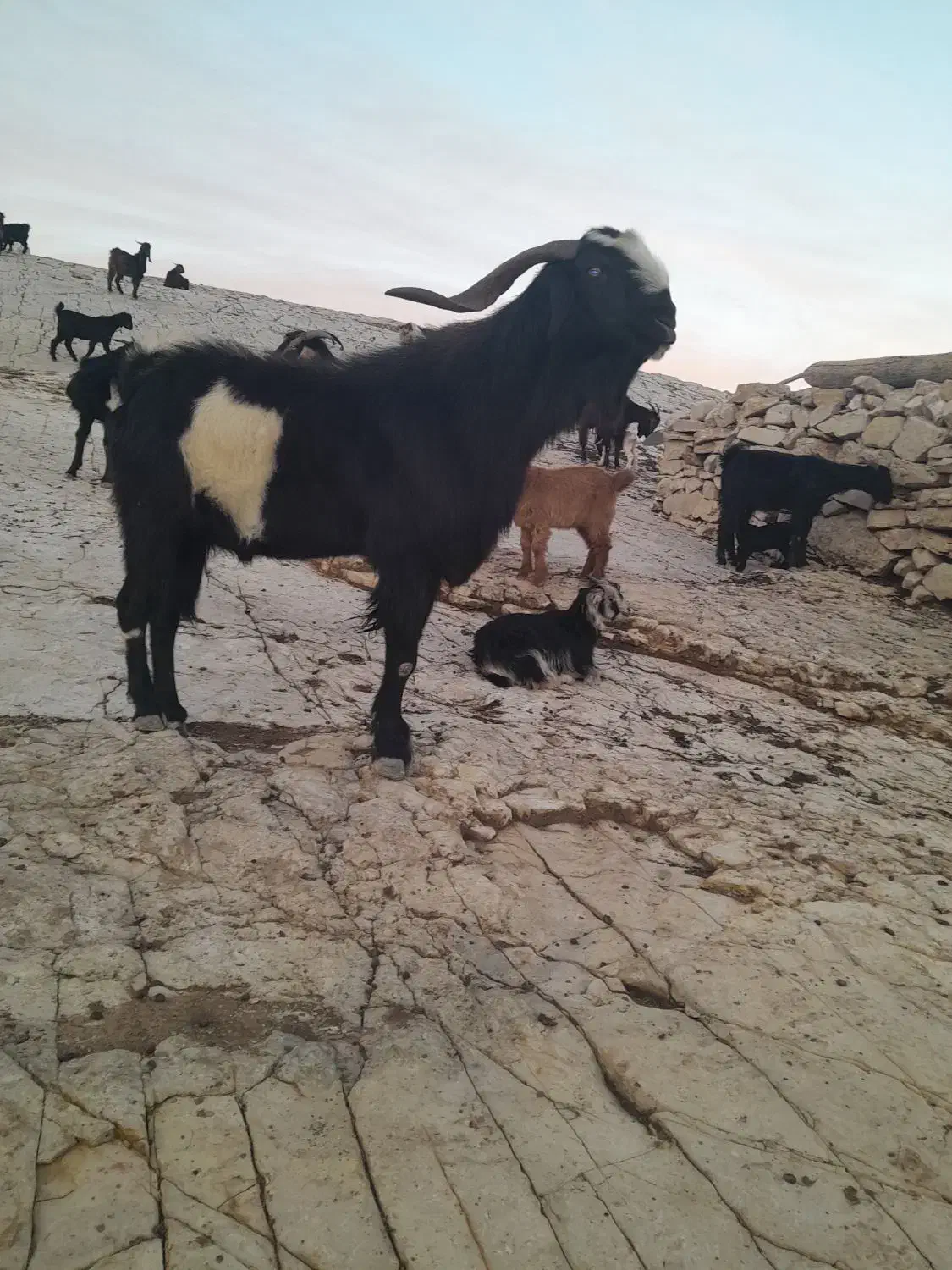 پازن|حیوانات مزرعه|میمند, |دیوار