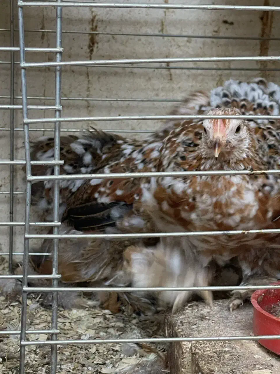 فروش یا معاوضه یک ست مرغ ردملتد|حیوانات مزرعه|بابل, |دیوار