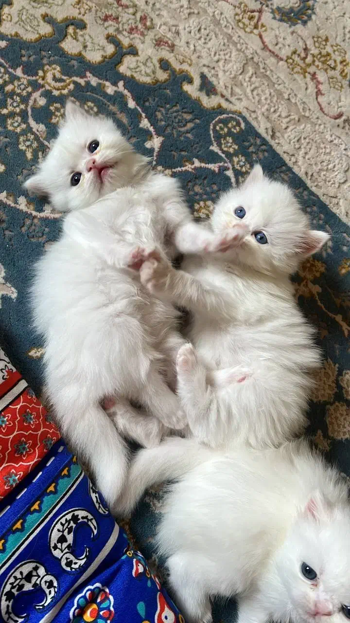 گربه دو ماهه|گربه|ساوه, |دیوار