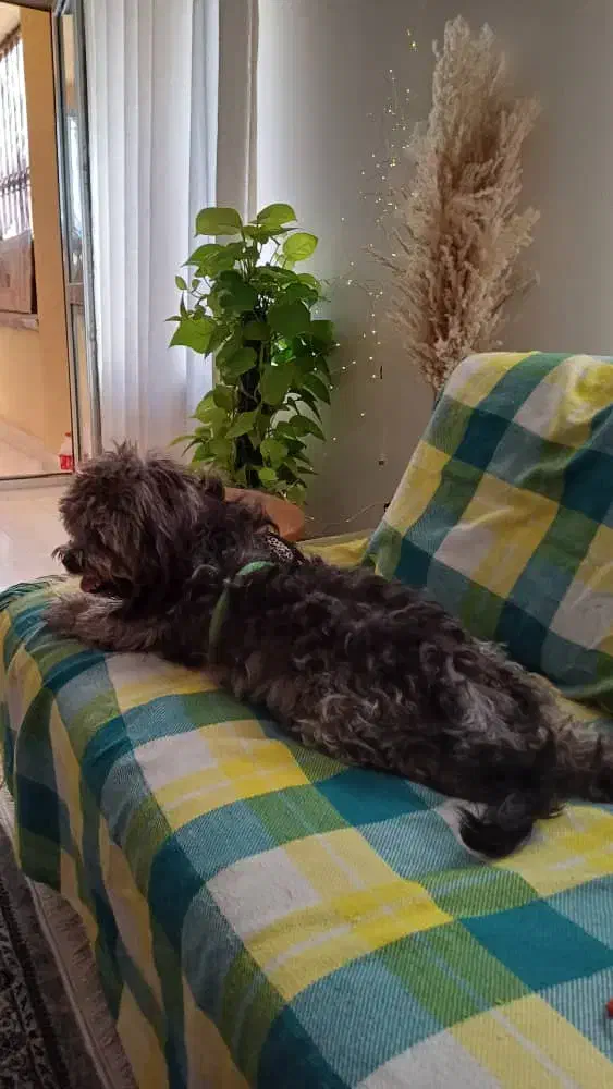 سگ گمشده|حیوانات|نوشهر, |دیوار