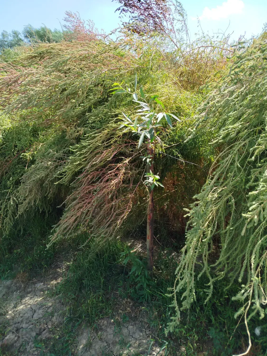 جارو|جاروبرقی، جارو شارژی، بخارشو|نهاوند, |دیوار