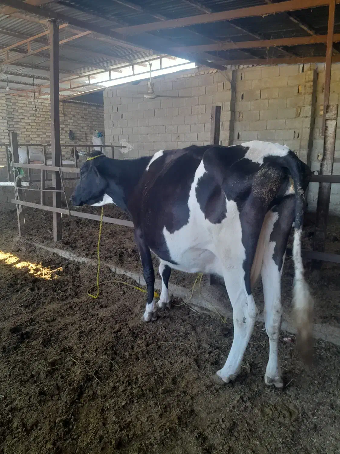 گاوهلشتاین ابستن سنگین ۱۶روزمانده برای زایمان|حیوانات مزرعه|گنبد کاووس, |دیوار