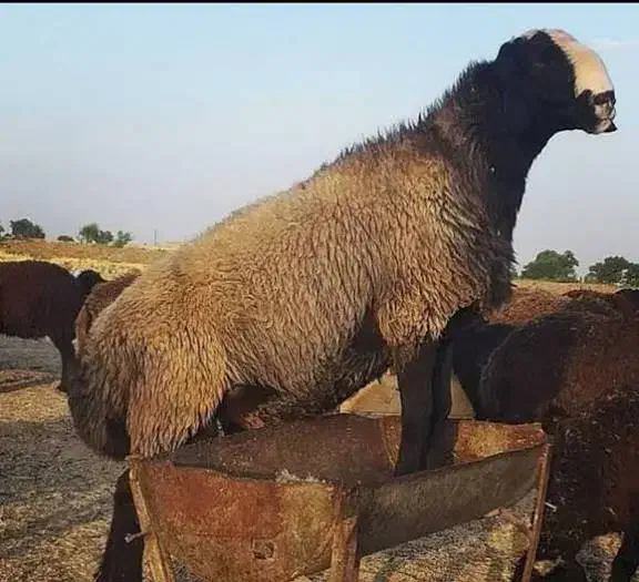 صلاخی  گوسفند در محل شما|خدمات پذیرایی، مراسم|صومعه‌سرا, |دیوار