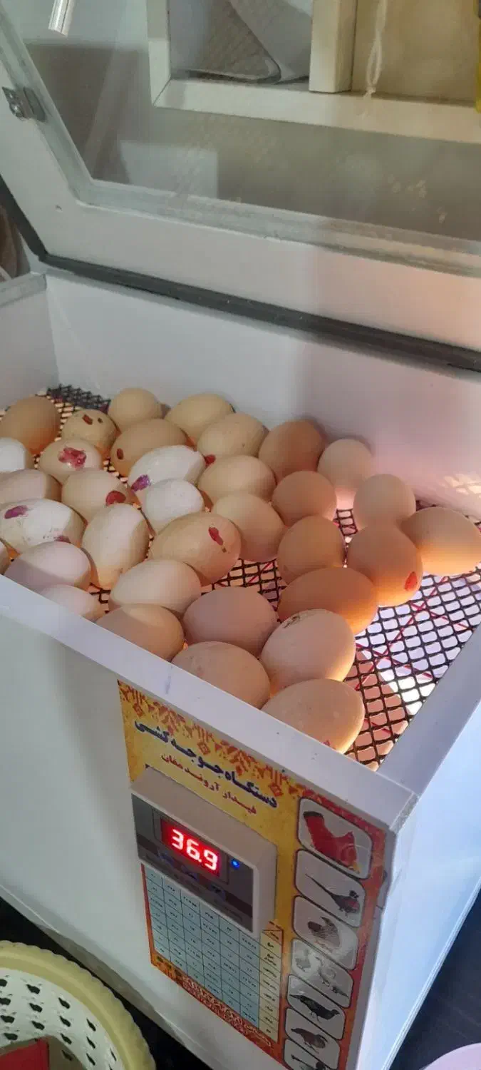 دستگاه جوجه کشی|لوازم جانبی حیوانات|تالش, جوکندان|دیوار