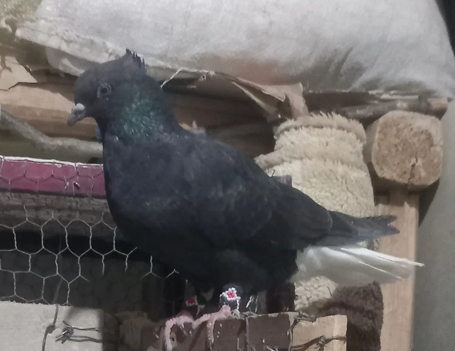 دم سفید گم شده|حیوانات|سنندج, |دیوار