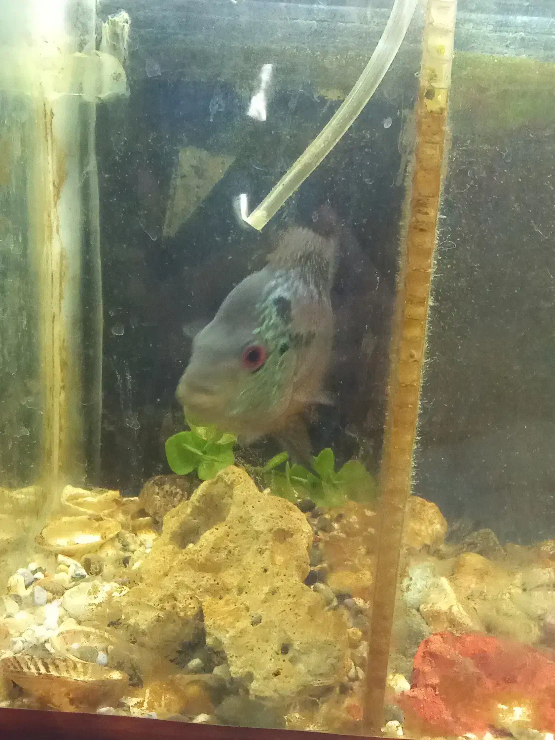 یک عدد فلاور زیبا|ماهی|سراب, |دیوار