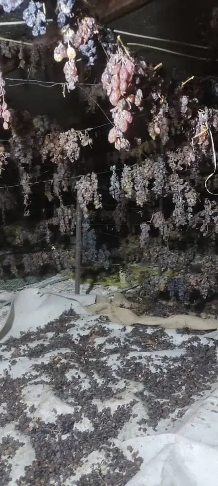 کشمش|خوردنی و آشامیدنی|قزوین, |دیوار