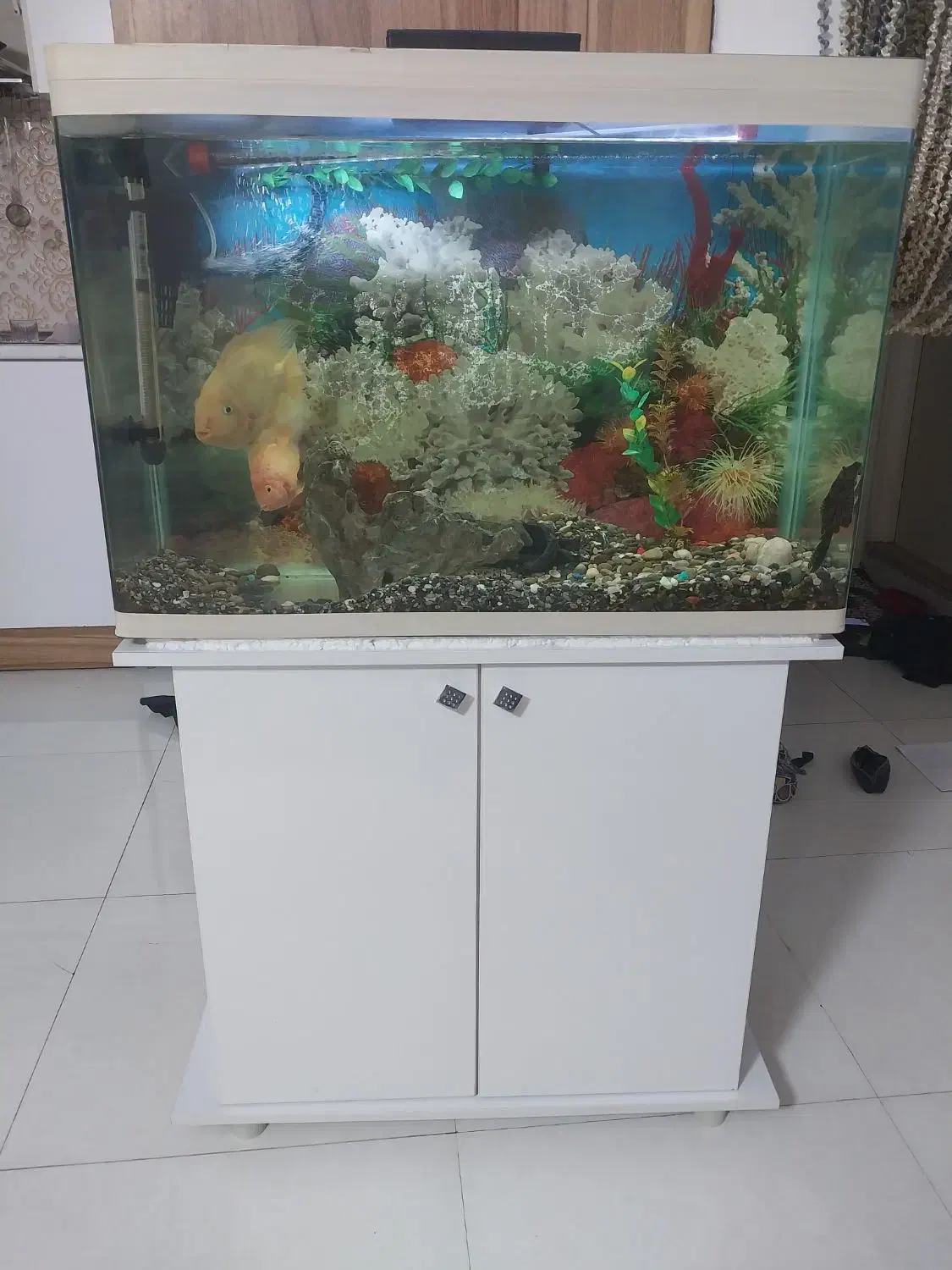 کاملا نو|ماهی|قدس, شهرقدس|دیوار