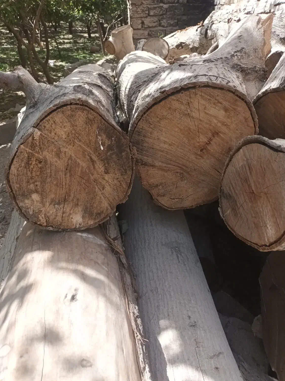 فروش چوب گردو|عمده‌فروشی|زیباشهر, |دیوار