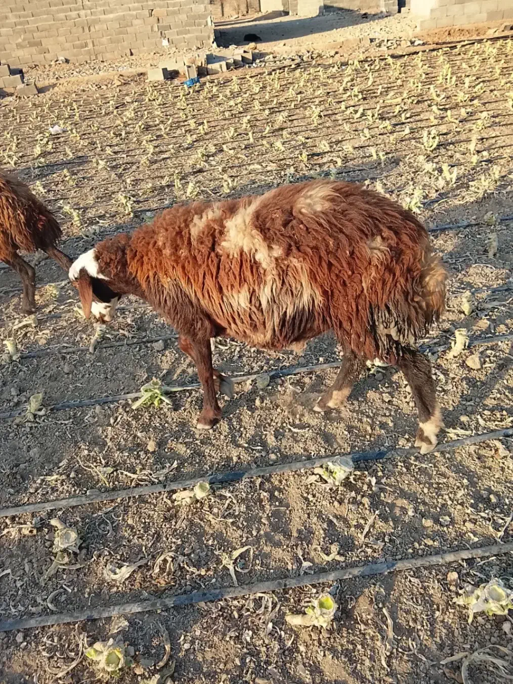 بره نر|حیوانات مزرعه|هشتگرد, شهرک سهیلیه|دیوار