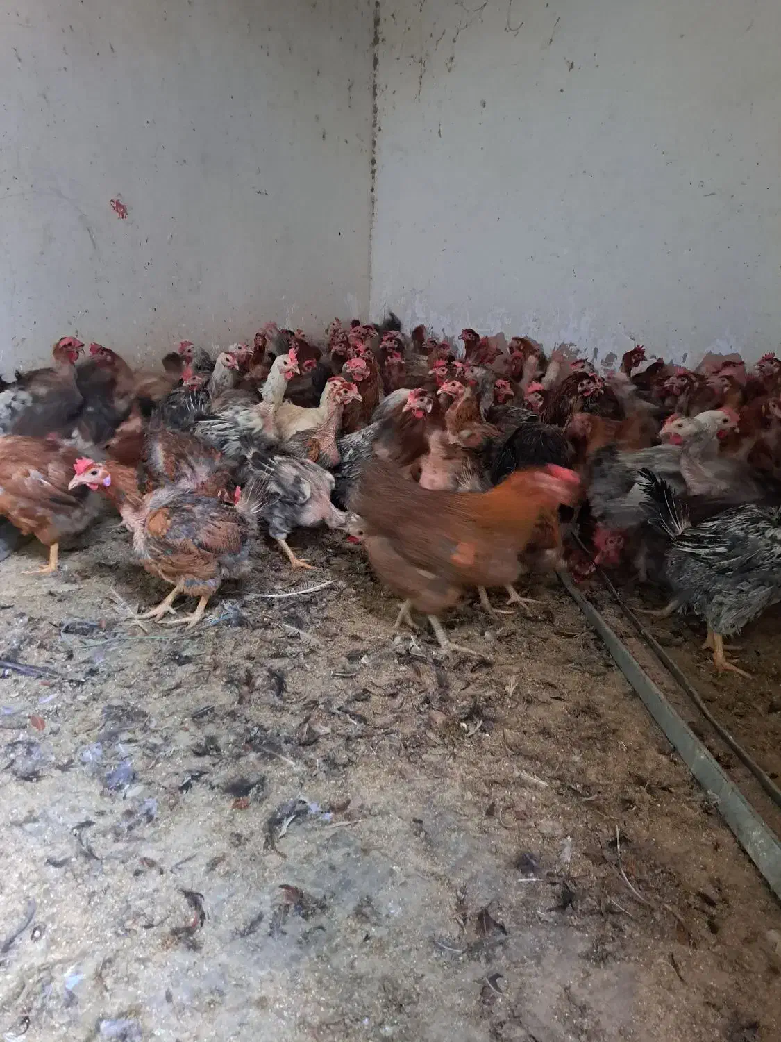 مرغ تخمگزار محلی جوان پر تخت|حیوانات مزرعه|شیراز, کوشک میدان|دیوار