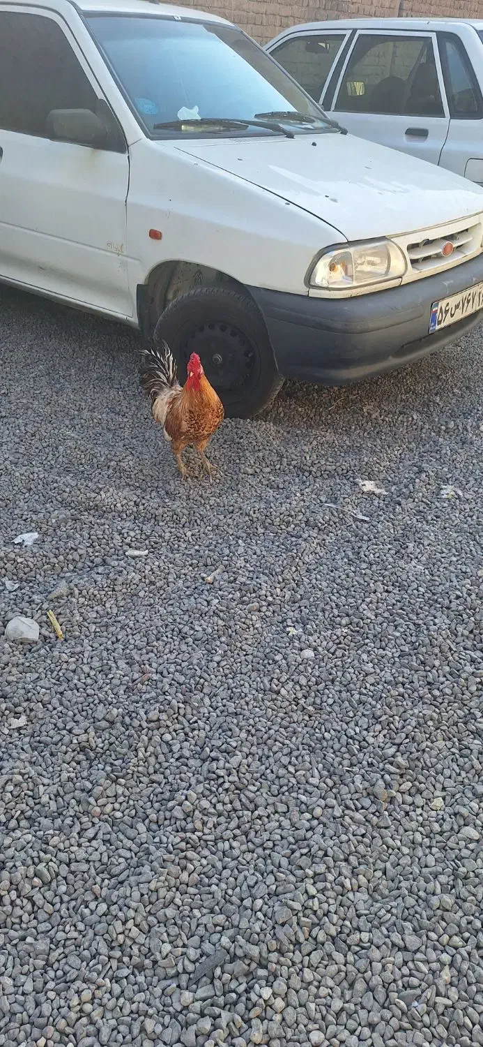 خروس گلین|حیوانات مزرعه|قم, نخودی|دیوار